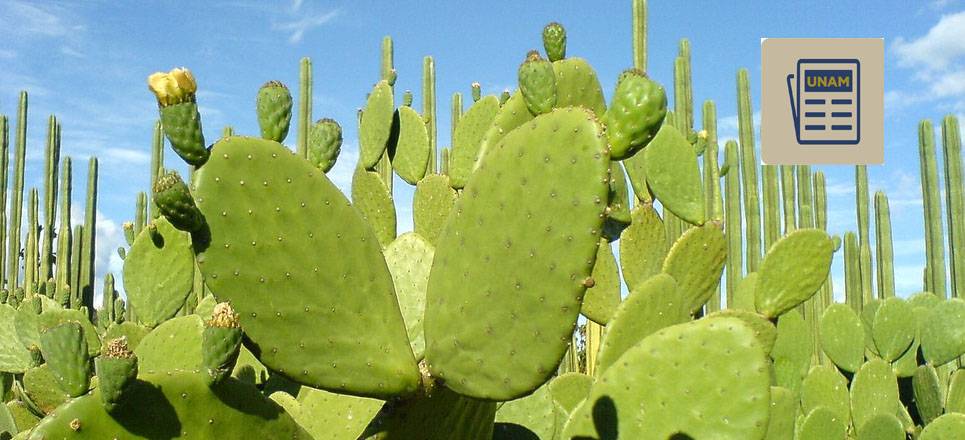 beneficios de la baba de nopal para la piel y la salud 1 - Beneficios de la baba de nopal para la piel y la salud