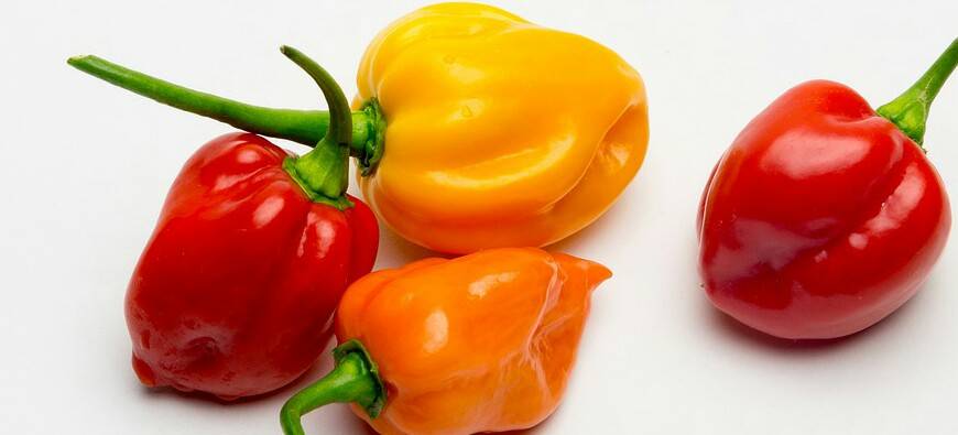 descubre los beneficios y propiedades del chile habanero - Descubre los beneficios y propiedades del chile habanero