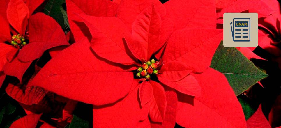 la flor de nochebuena es comestible mitos y realidades - La flor de nochebuena es comestible: mitos y realidades