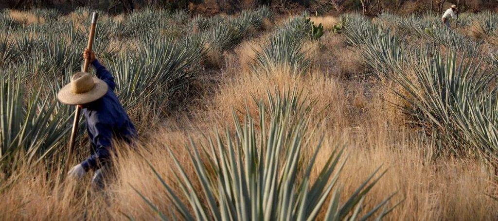 miel de agave beneficios y contraindicaciones 1 - Miel de agave: beneficios y contraindicaciones