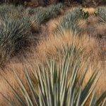 Miel de agave: beneficios y contraindicaciones